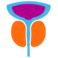 Icon of a male prostate