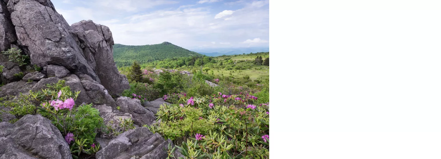 Beautiful landscape photo of a mountainous area with pink flowers